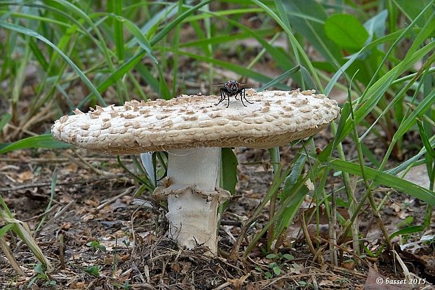 muchotrávka Vittadiniho Amanita vittadinii (Moretti) Vittad.