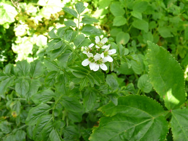 žerušnica horká opizova Cardamine amara subsp. opicii (J. Presl et C. Presl) Čelak.