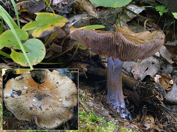 pavučinovec vznešený Cortinarius elatus (Rob. Henry) Bidaud