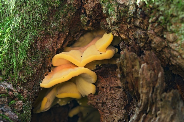 sírovec obyčajný Laetiporus sulphureus (Bull.) Murrill