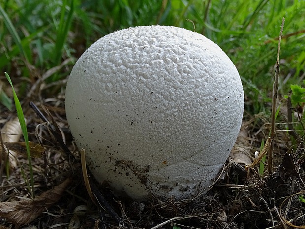 rozpadavec dlabaný Lycoperdon utriforme Bull.