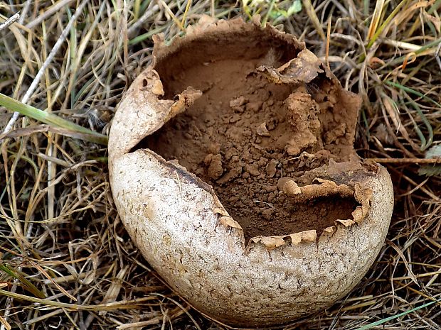 rozpadavec dlabaný Lycoperdon utriforme Bull.