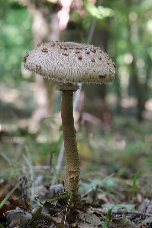 bedľa vysoká Macrolepiota procera (Scop.) Singer