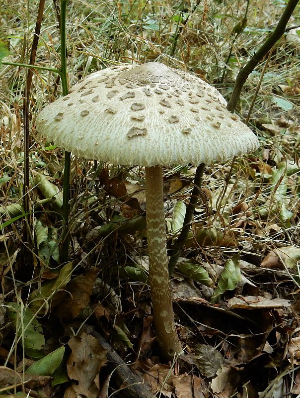 bedľa vysoká Macrolepiota procera (Scop.) Singer