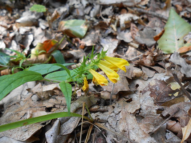 čermeľ lúčny Melampyrum pratense L.