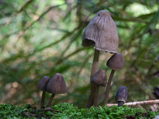 prilbička Mycena sp.