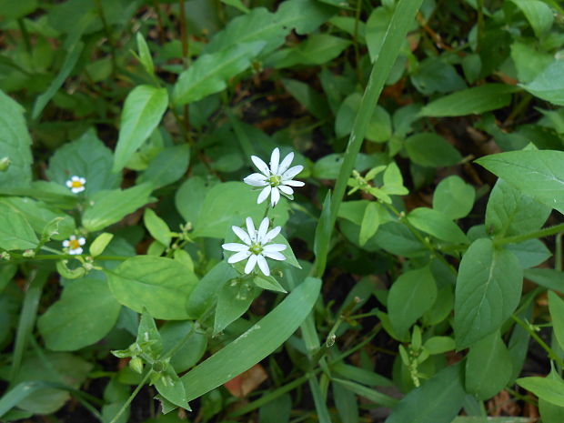 mäkkuľa vodná Myosoton aquaticum (L.) Moench