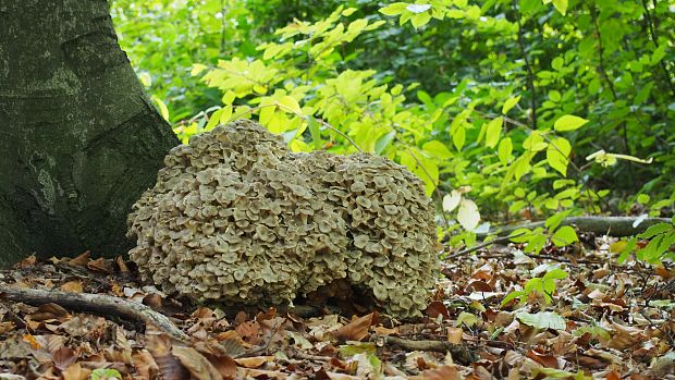 trúdnik klobúčkatý Polyporus umbellatus (Pers.) Fr.