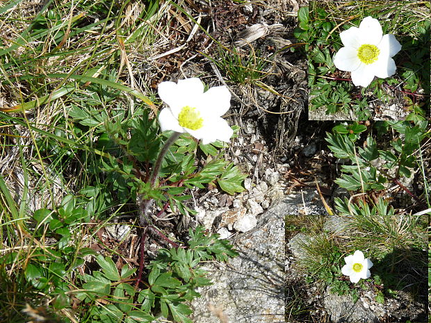 poniklec biely Pulsatilla scherfelii (Ullepitsch) Skalický