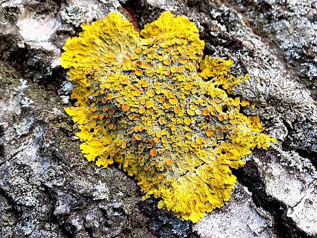 diskovník múrový Xanthoria parietina var. parietina