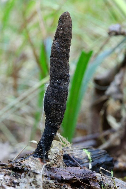 drevnatec Xylaria sp.