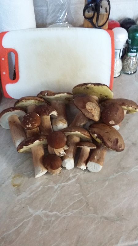 hríb dubový Boletus reticulatus Schaeff.