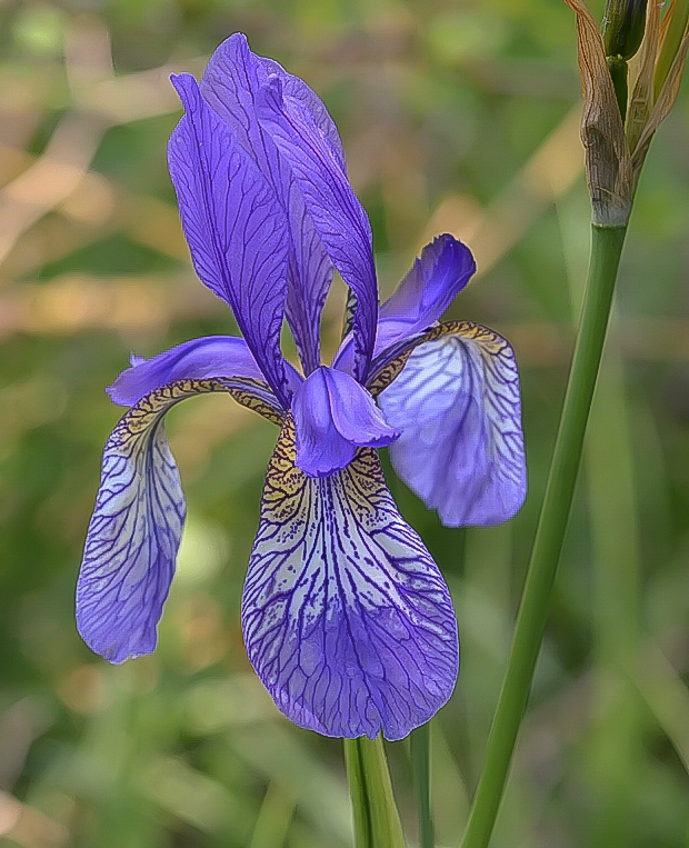 kosatec sibírsky Iris sibirica L.