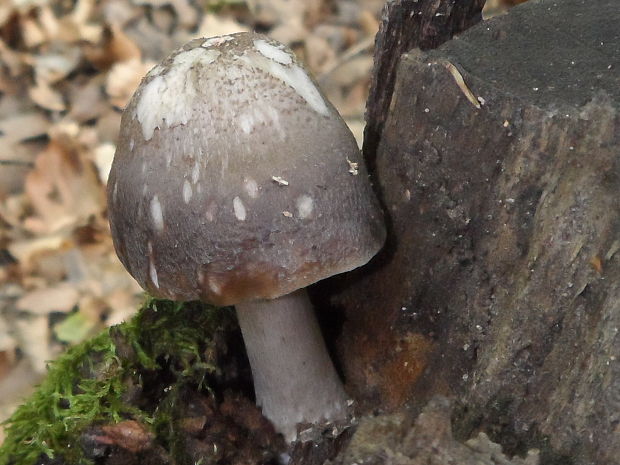 štítovka jelenia Pluteus cervinus (Schaeff.) P. Kumm.