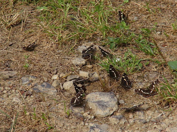 babôčka sieťkovaná Araschnia levana f. prorsa Linnaeus, 1758