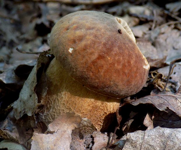 hríb dubový Boletus reticulatus Schaeff.