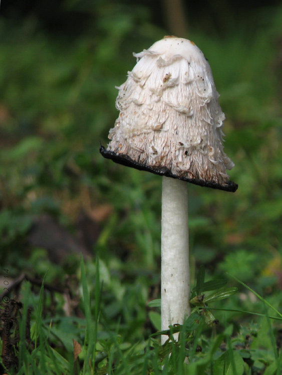 hnojník obyčajný Coprinus comatus (O.F. Müll.) Pers.