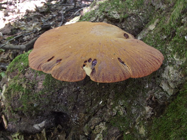 pečeňovec dubový Fistulina hepatica (Schaeff.) With.