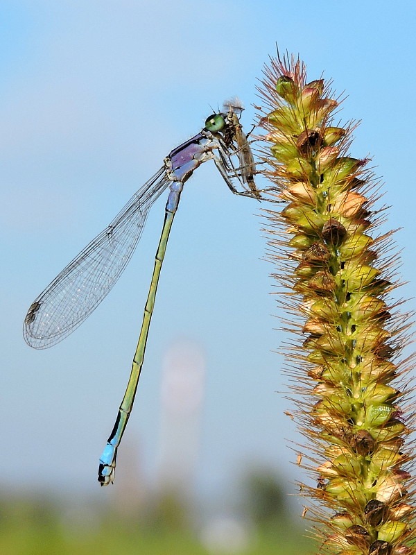 šidielko väčšie  Ischnura elegans