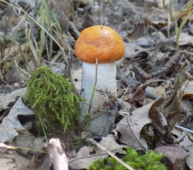 kozák osikový Leccinum albostipitatum den Bakker & Noordel.