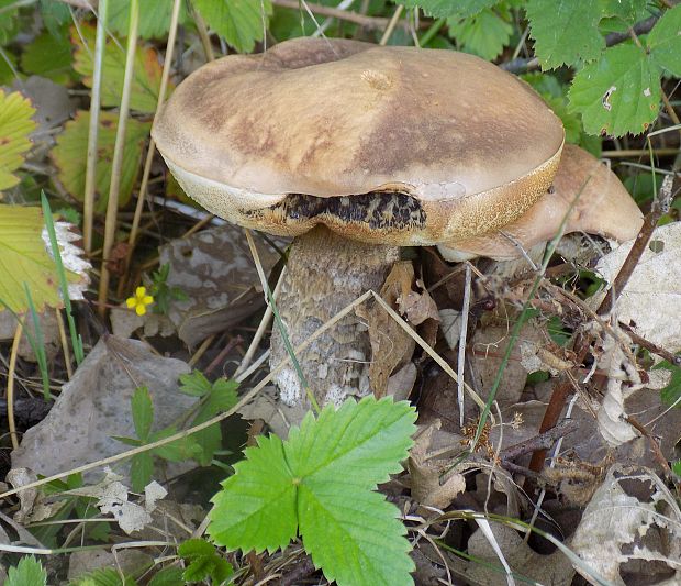 kozák osikový hnedý Leccinum rufum var. decipiens (Singer) Klofac