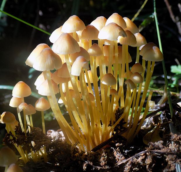 prilbička žltohlúbiková Mycena renati Quél.