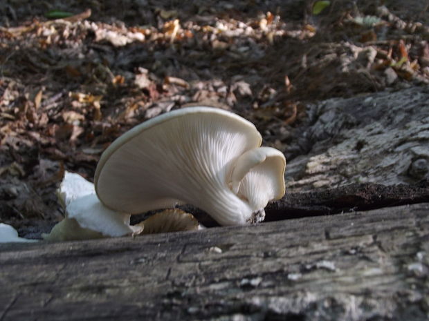 hliva buková Pleurotus pulmonarius (Fr.) Quél.