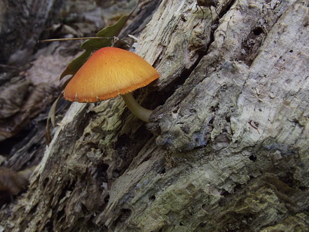 štítovka šarlátová Pluteus aurantiorugosus (Trog) Sacc.