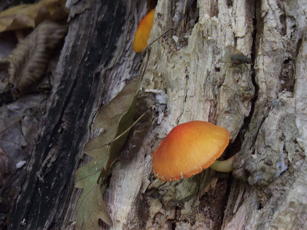 štítovka šarlátová Pluteus aurantiorugosus (Trog) Sacc.