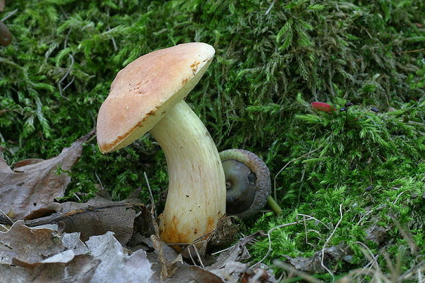 suchohríb marhuľovožltý Rheubarbariboletus armeniacus (Quél.) Vizzini, Simonini & Gelardi