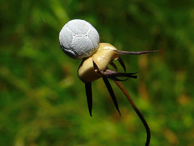 sedmokvietok európsky Trientalis europaea L.