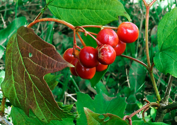 kalina obyčajná Viburnum opulus L.