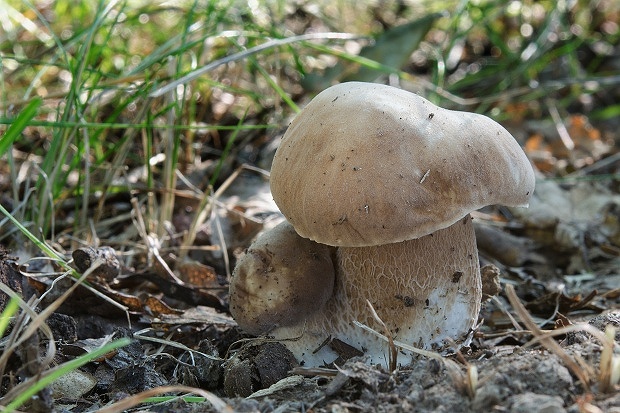 hríb dubový Boletus reticulatus Schaeff.