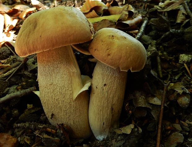 hríb dubový Boletus reticulatus Schaeff.