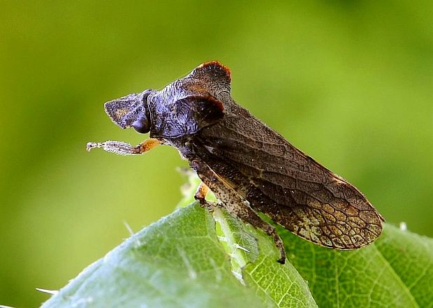 cikádka kôrová Ledra aurita Linnaeus, 1758