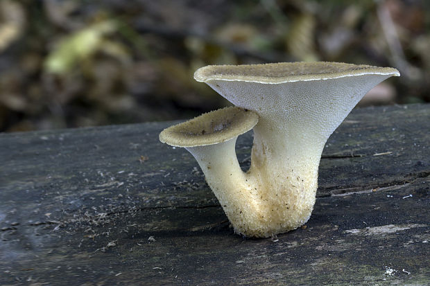 trúdnik Polyporus sp.