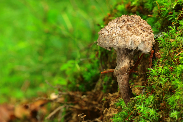 šiškovec šupinatý Strobilomyces strobilaceus (Scop.) Berk.