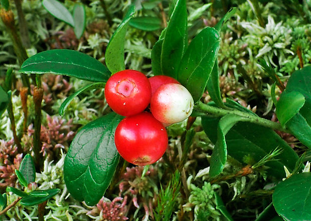 brusnica pravá Vaccinium vitis-idaea L.