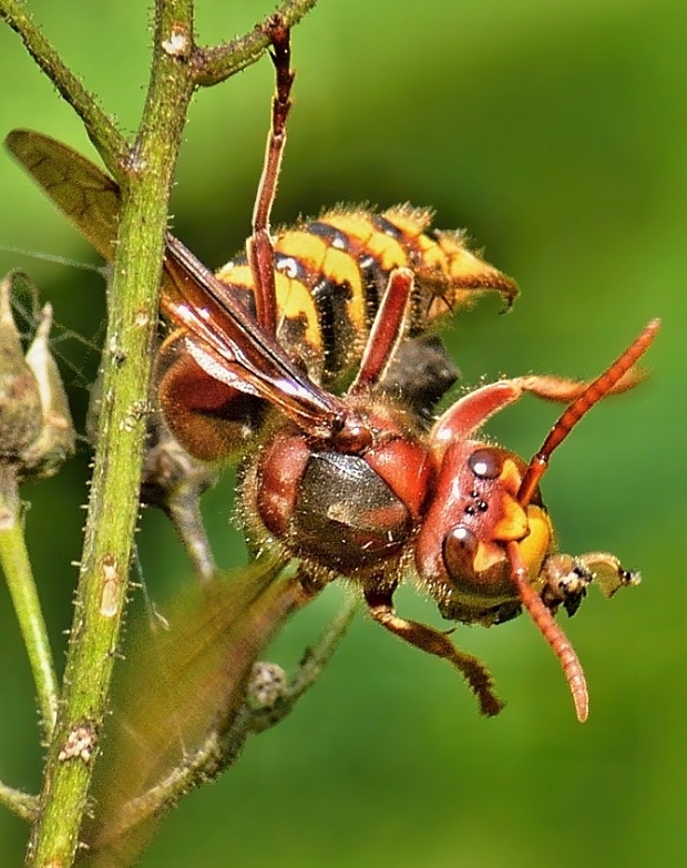 sršeň obyčajný Vespa crabro