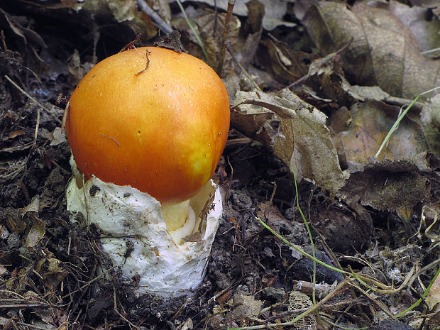 muchotrávka cisárska Amanita caesarea (Scop.) Pers.