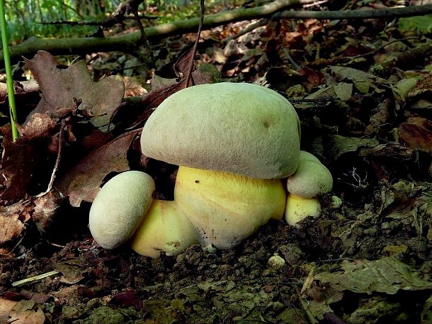 hríb striebristý Butyriboletus fechtneri (Velen.) D. Arora & J.L. Frank