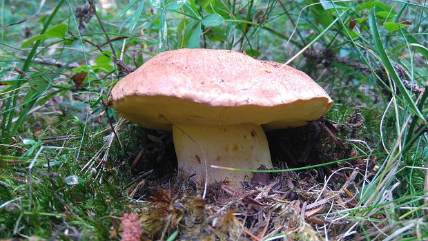 hríb horský Butyriboletus subappendiculatus (Dermek, Lazebn. & J. Veselský) D. Arora & J.L. Frank