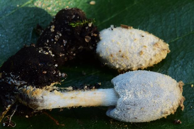 hnojník Coprinopsis tuberosa (Quél.) Doveri, Granito & Lunghini