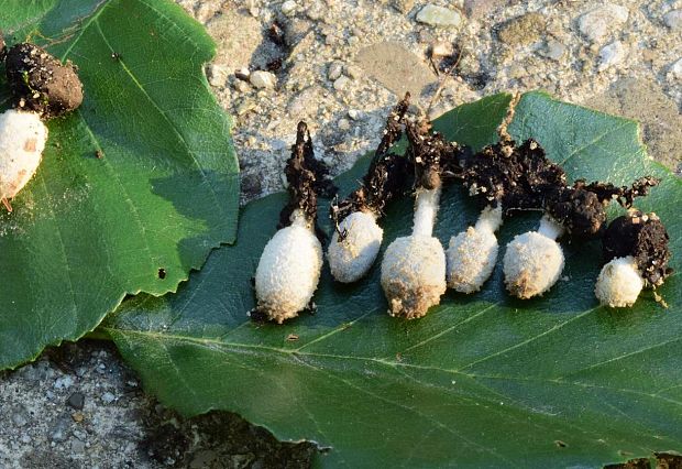 hnojník Coprinopsis tuberosa (Quél.) Doveri, Granito & Lunghini