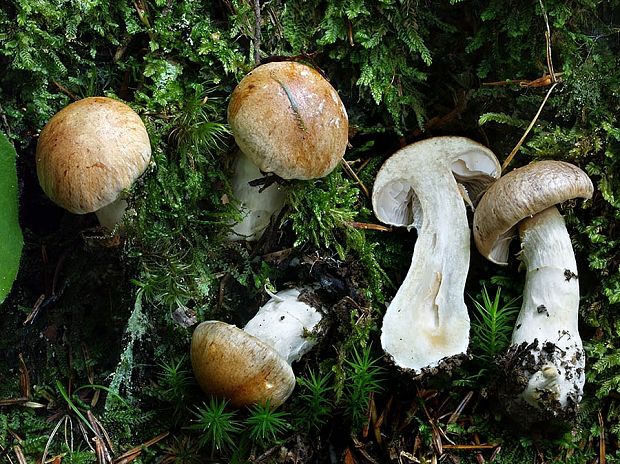 pavučinovec striebristookrajový Cortinarius claricolor var. subturmalis Bon & Gaugué