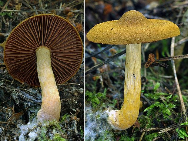 pavučinovec krvavolupeňový Cortinarius semisanguineus (Fr.) Gillet