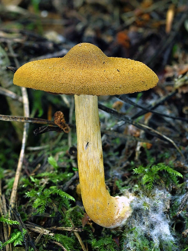 pavučinovec krvavolupeňový Cortinarius semisanguineus (Fr.) Gillet