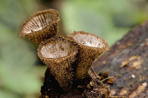 čiaškovec pásikavý Cyathus striatus (Huds.) Willd.