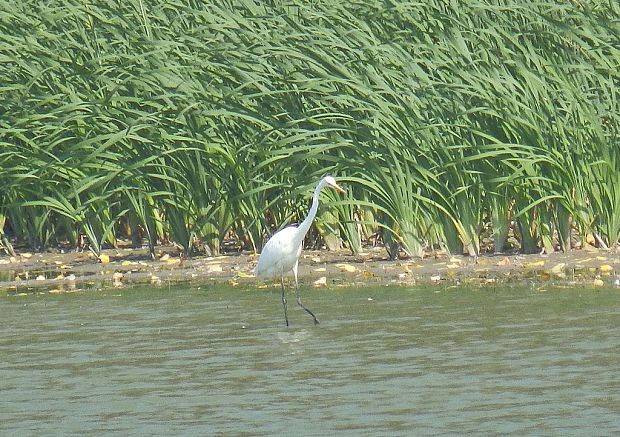 volavka biela Egretta alba