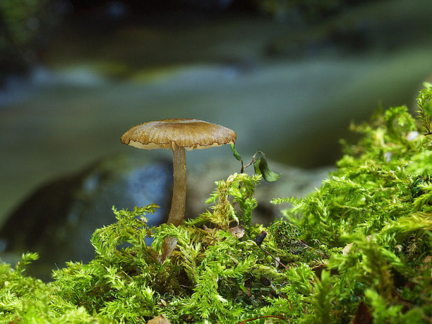 hodvábnica Entoloma olivaceotinctum Noordel.